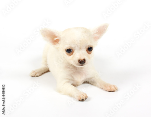 Fototapeta Naklejka Na Ścianę i Meble -  small chihuahua puppy