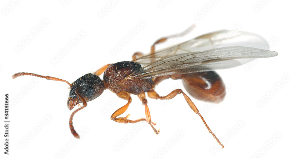 Winged red ant isolated on white background Winged red ant isolated on white background