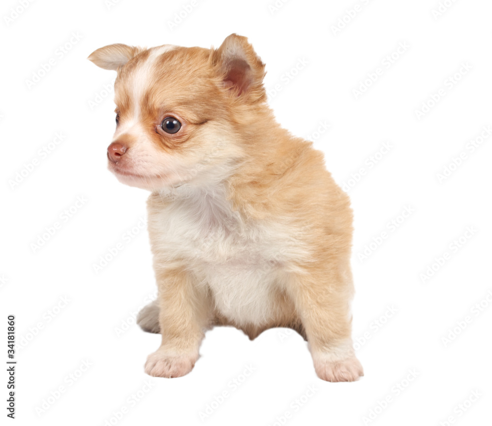 portrait of a cute purebred puppy chihuahua in front of white ba