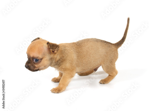 Funny puppy Chihuahua poses