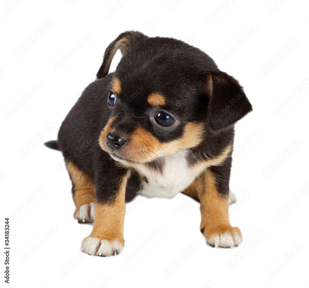 cute small chihuahua puppy sitting on white looking at camera is cute small chihuahua puppy sitting on white looking at camera is