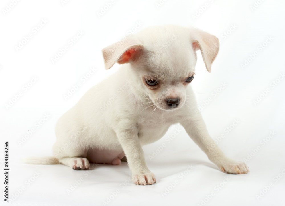 cute small chihuahua puppy sitting on white looking at camera is