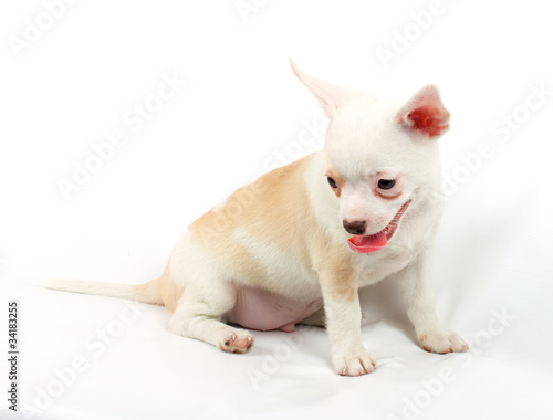 cute small chihuahua puppy sitting on white looking at camera is