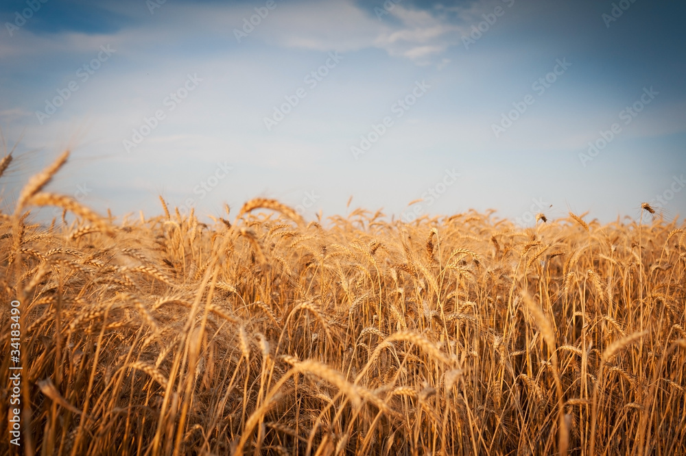 	 Ears of wheat close-up. Landscape overlooking a wheat field. Harvest.	