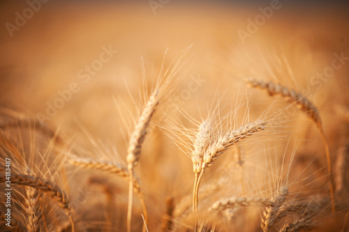  Ears of wheat close-up. Landscape overlooking a wheat field. Harvest. 