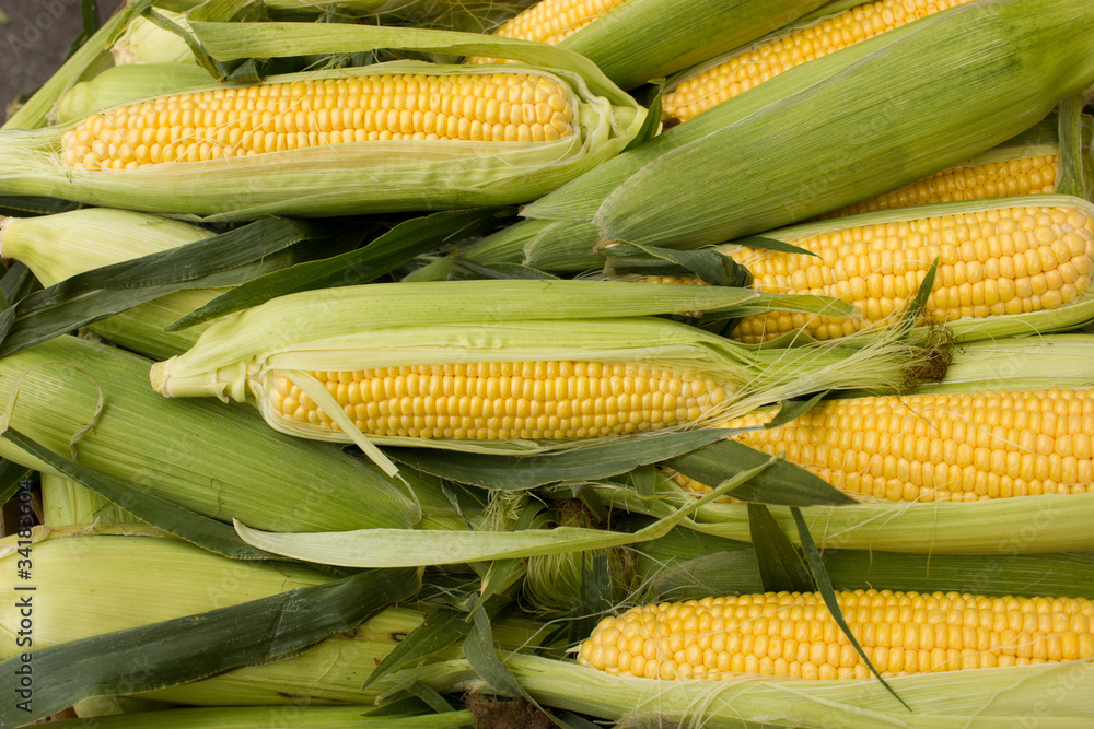 corn on cob corn on cob