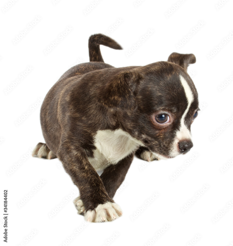 cute small chihuahua puppy sitting on white looking at camera is cute small chihuahua puppy sitting on white looking at camera is