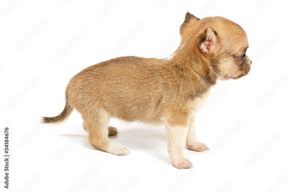 Obraz premium Funny puppy Chihuahua poses