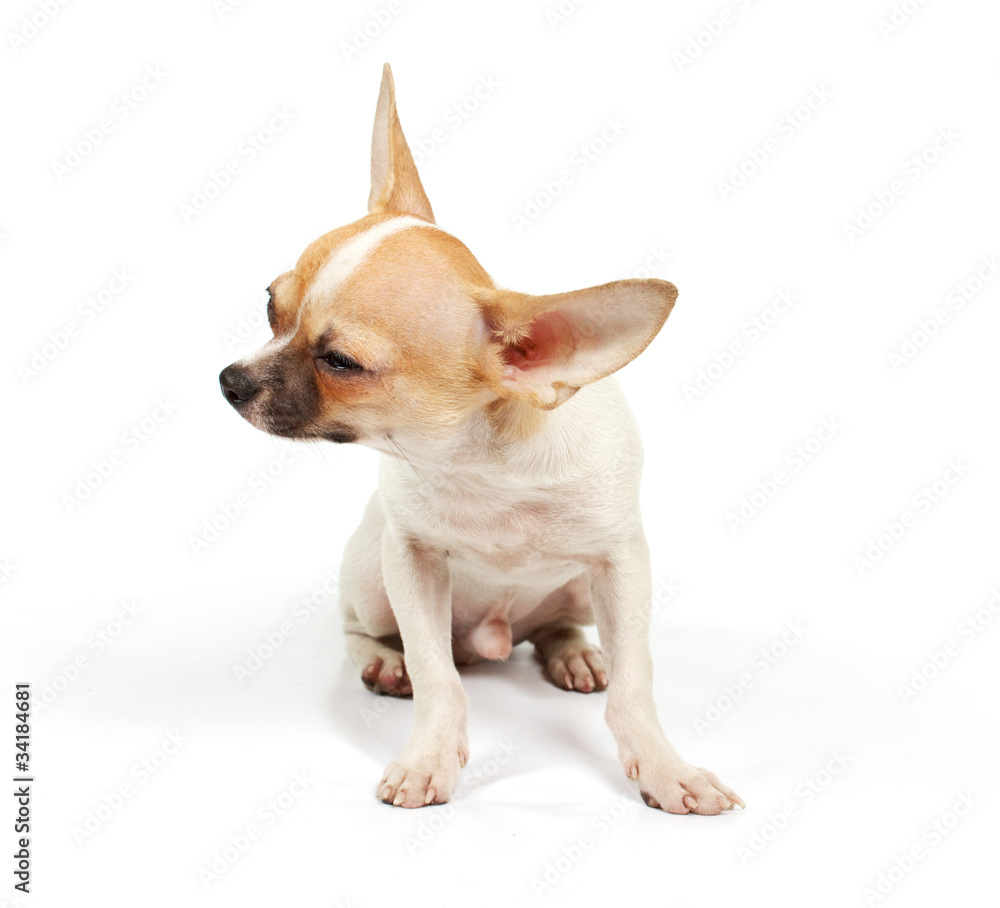 Funny puppy Chihuahua poses