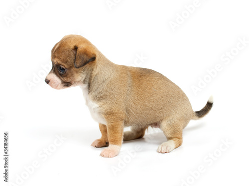Fototapeta Naklejka Na Ścianę i Meble -  Funny puppy Chihuahua poses