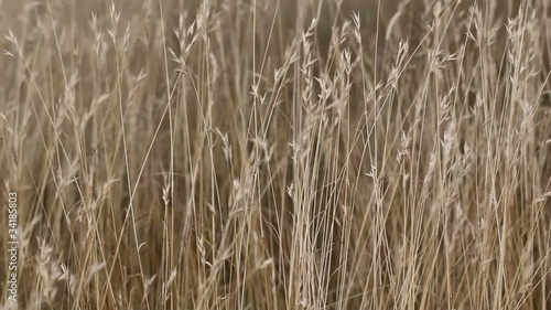 Wallpaper Mural Grass on the wind Torontodigital.ca