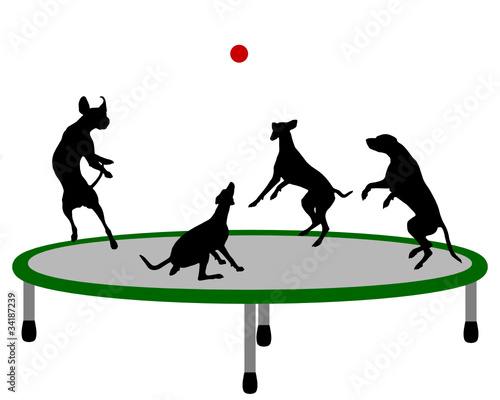 Hunde auf Trampolin