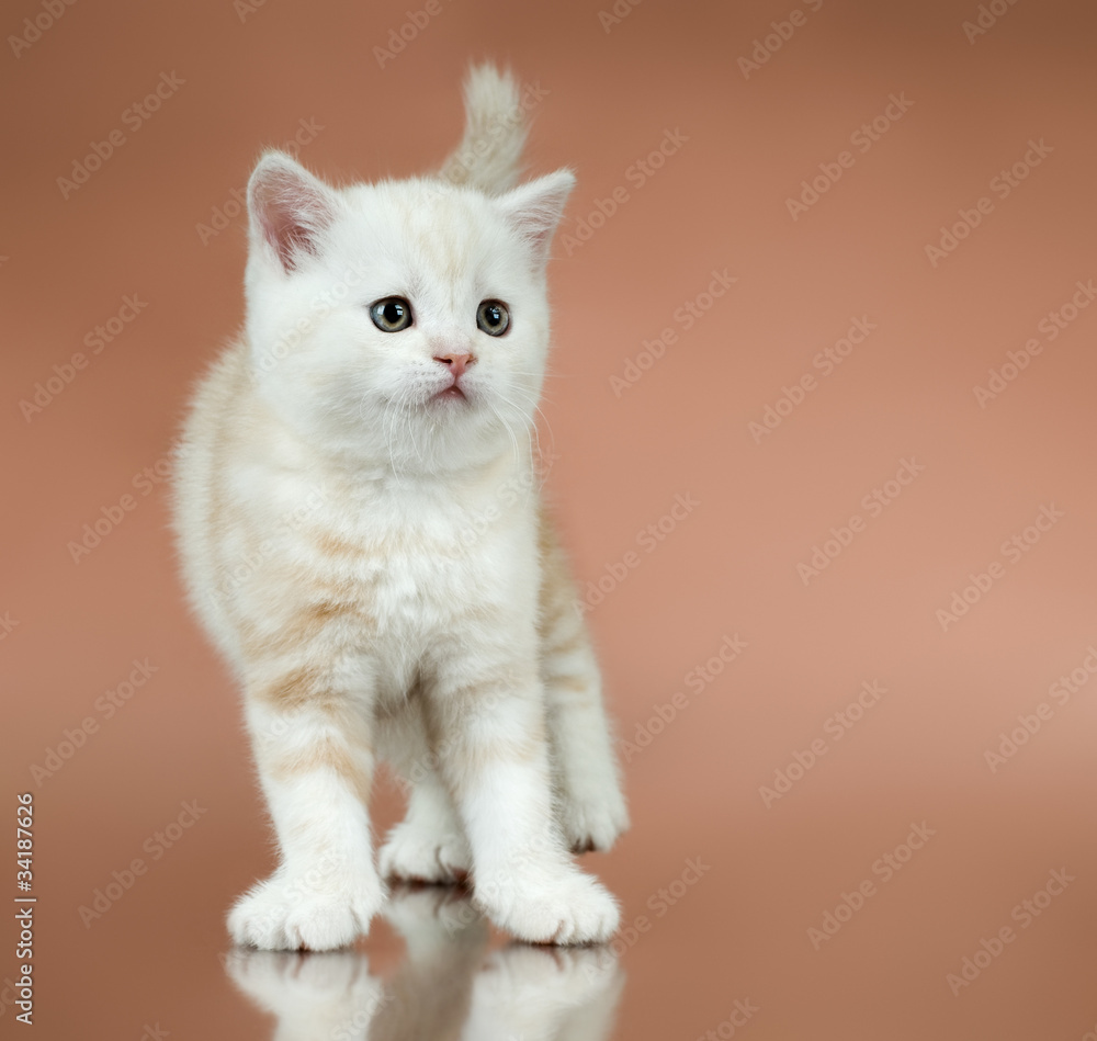 kitten kitten