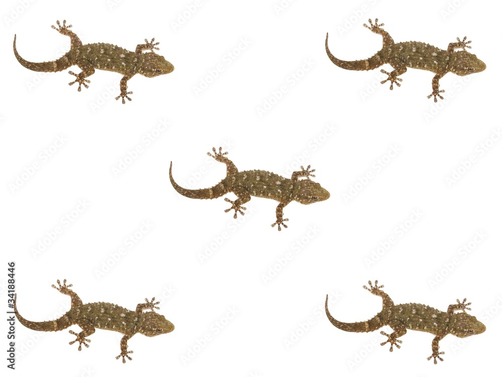 Naklejka premium Salamanquesas, gegkos wallpaper.