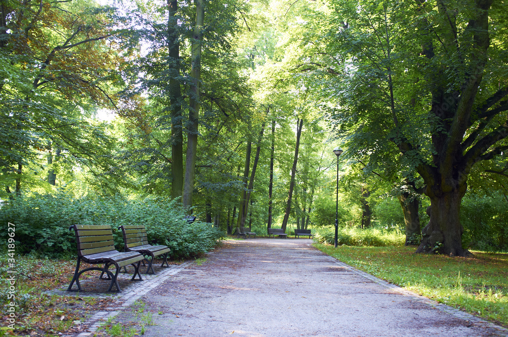 Road in the park