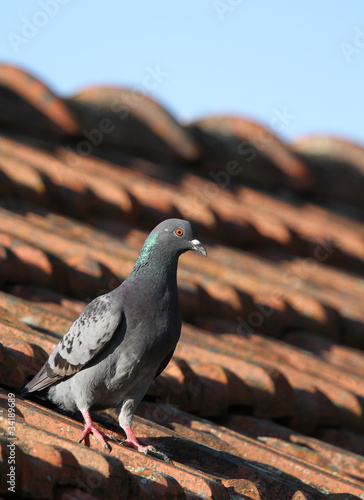 pigeon posé sur un toit