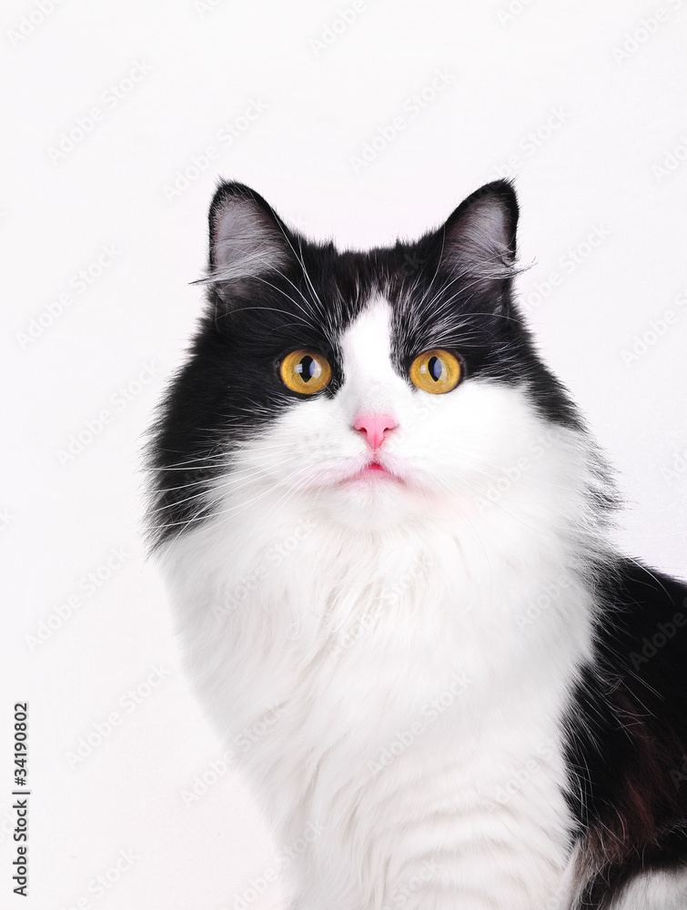 Fototapeta premium cat studio shot