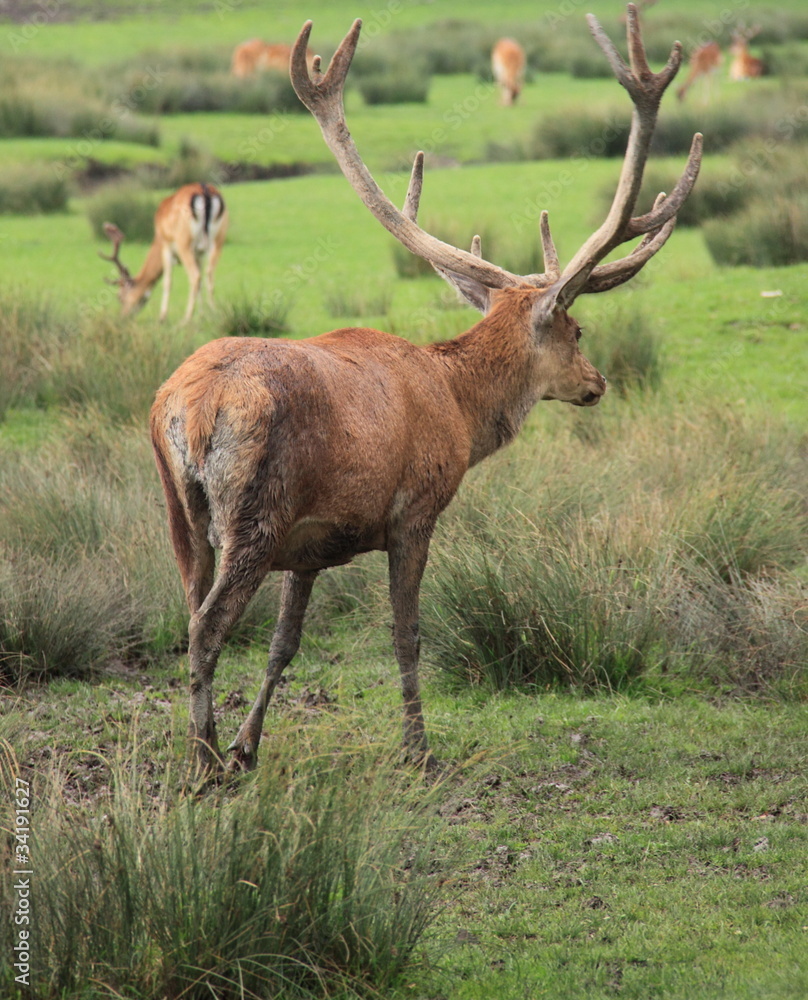 Cerf Cerf