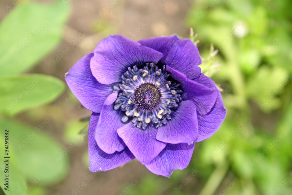 Fototapeta premium purple anemone