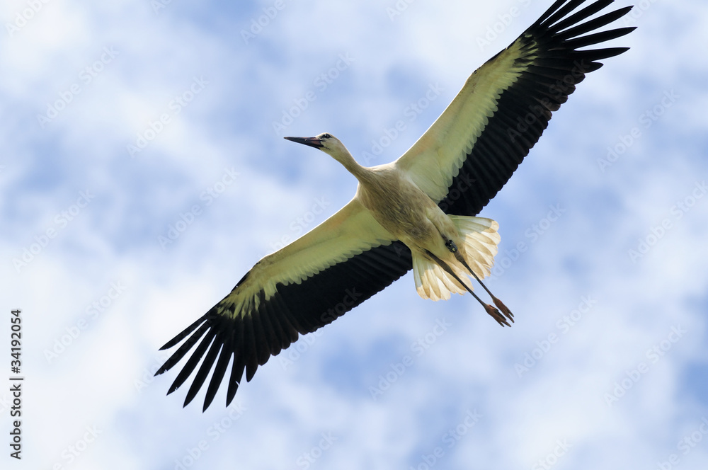 Fototapeta premium Storchenflug