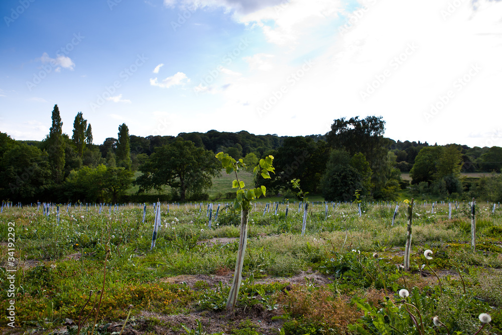 Fototapeta premium new forest