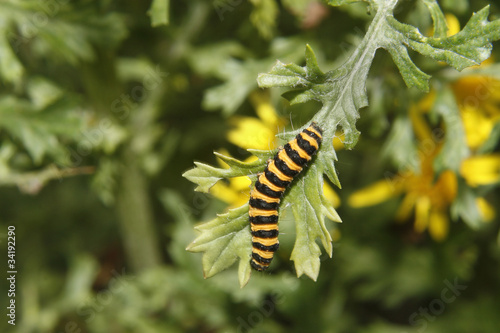catepillar