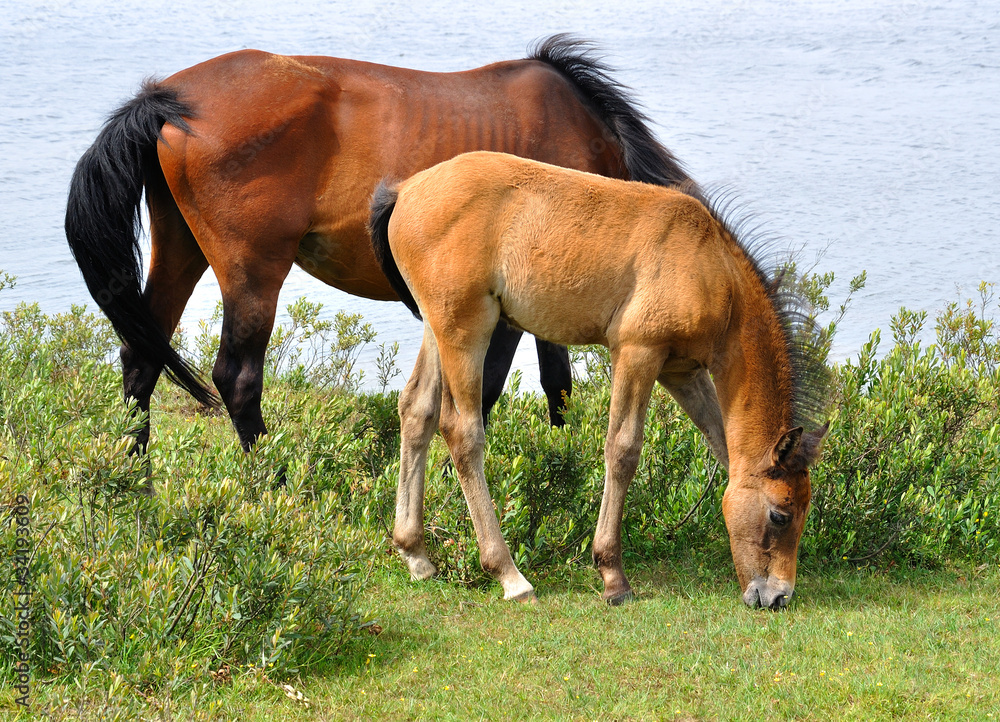 New Forest Ponies New Forest Ponies