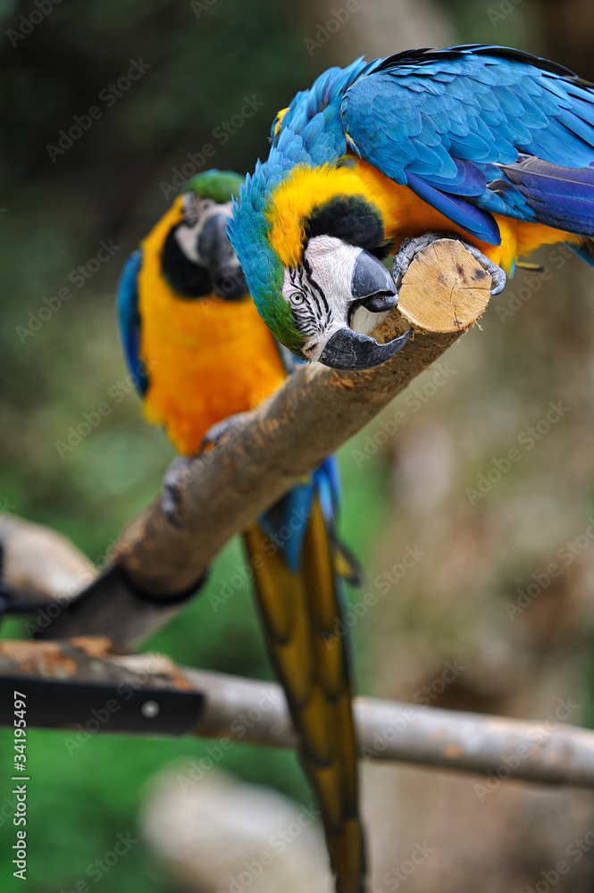Obraz premium ルリコンゴウインコ
