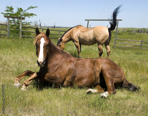Two Horses on Ranch