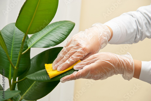 cleaning ficus