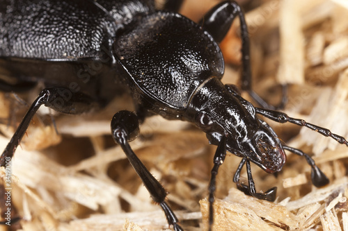 Ground beetle, cychrus caraboides photo