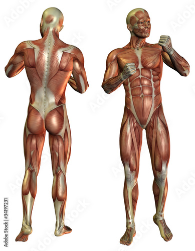 Muskelaufbau Mann im Kämpfer Pose © York