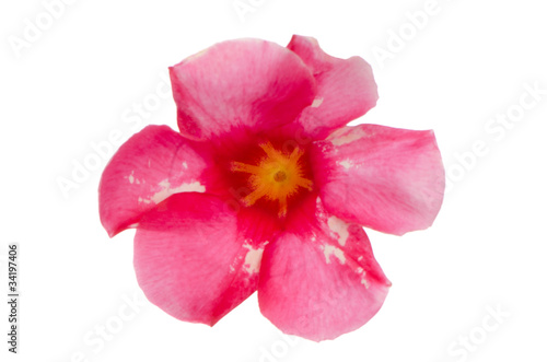 Pink flowering Mandevilla