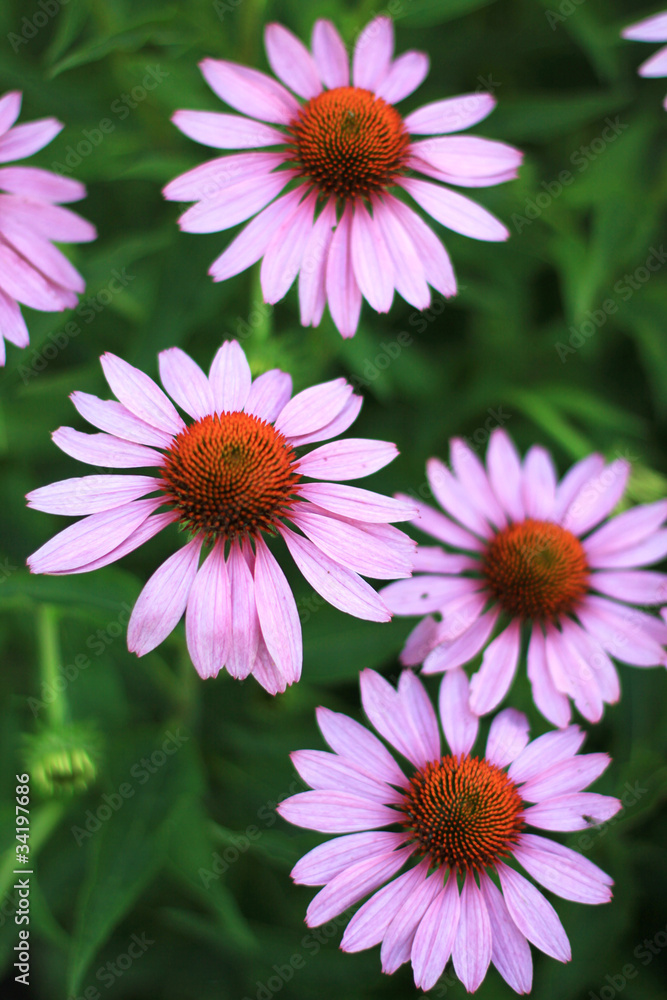 Echinacea Echinacea