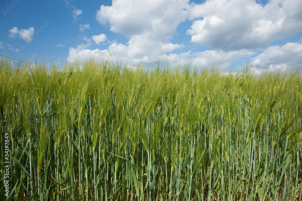 Barley growing under puffy clouds.