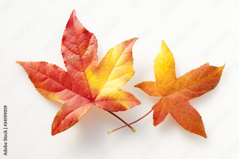 唐楓の紅葉の葉 唐楓の紅葉の葉