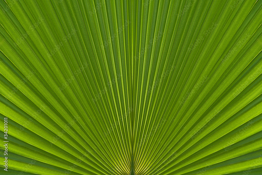 Texture of green leaf Texture of green leaf