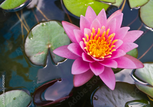 Fototapeta Naklejka Na Ścianę i Meble -  Pink lilies and lotus leaf on water.
