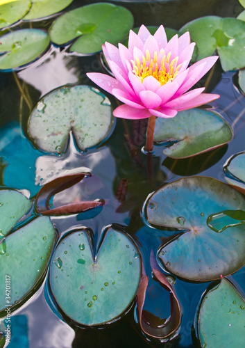 Fototapeta Naklejka Na Ścianę i Meble -  Pink lilies and lotus leaf on water.