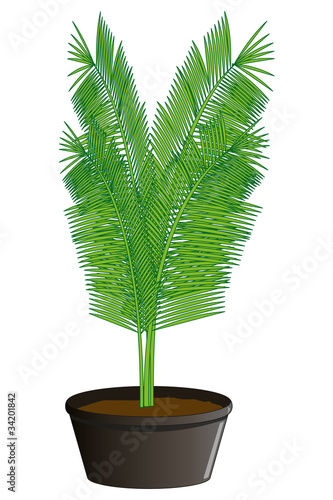 plante