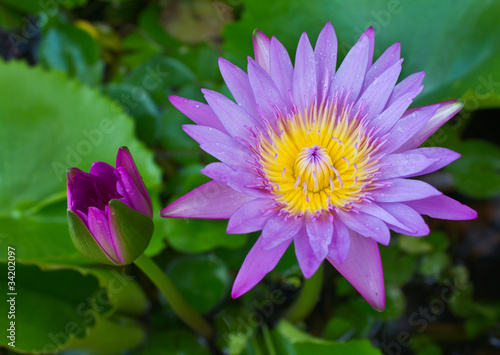 Purple lotus in bud and bloom.