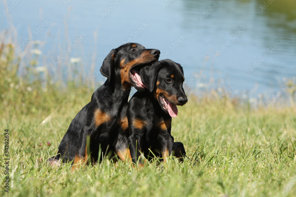 deux chiots dobermann en train de se mordiller deux chiots dobermann en train de se mordiller
