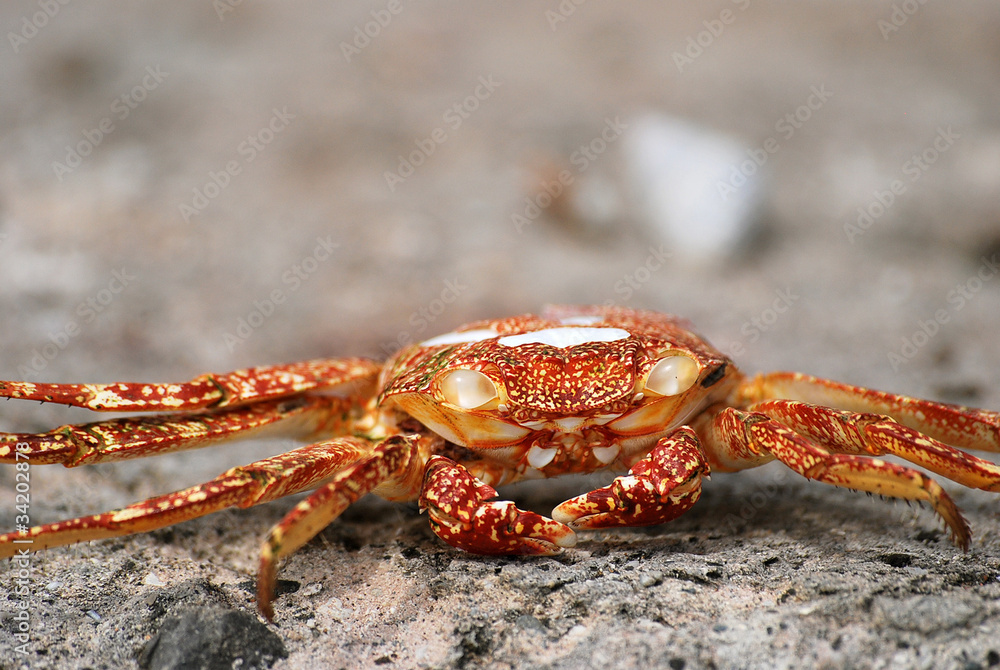 Crabe