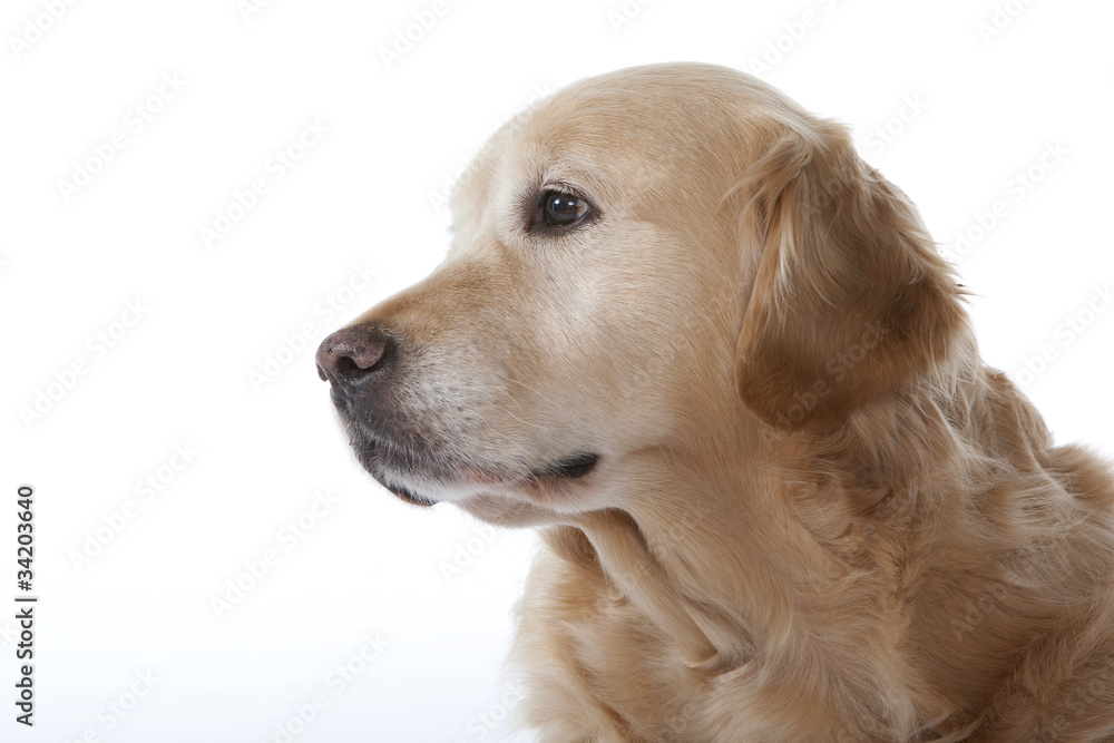 portrait de profil du golden retriever au regard doux