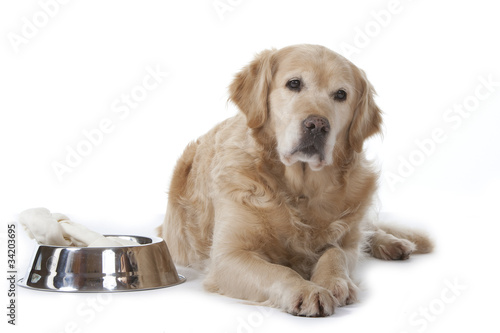 Fototapeta Naklejka Na Ścianę i Meble -  golden retriever devant sa gamelle
