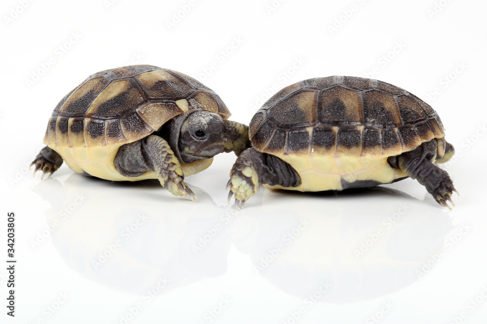 Obraz premium Zwei Schildkrötenbabys