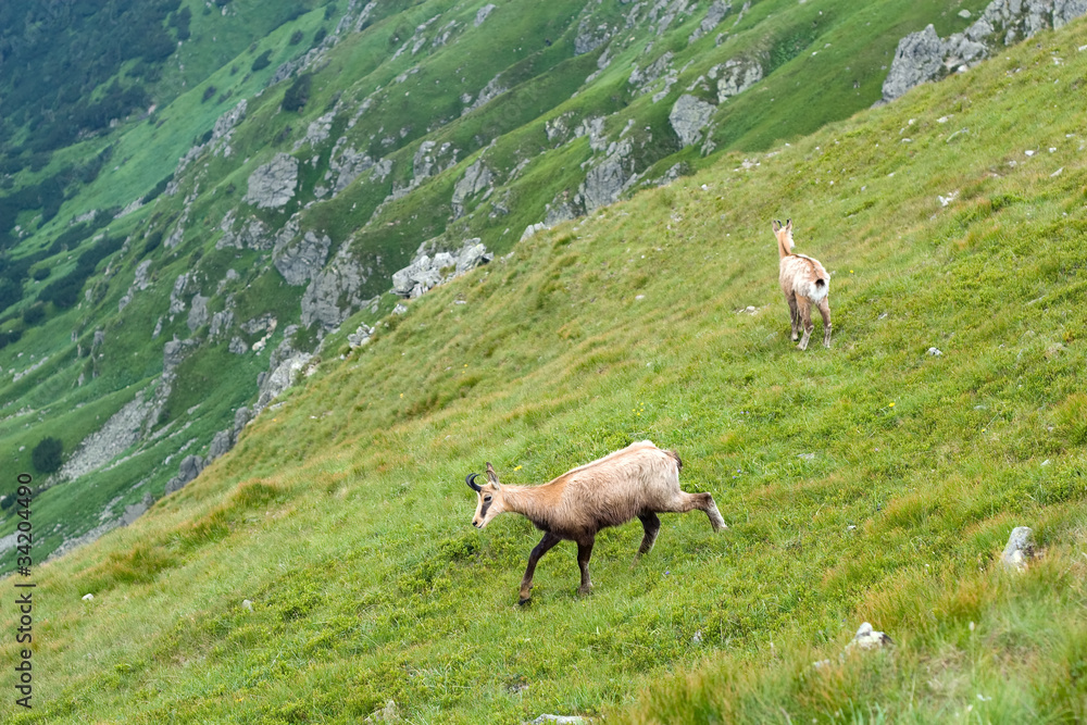 Chamois in the National park Low Tatras - Slovakia/Europe