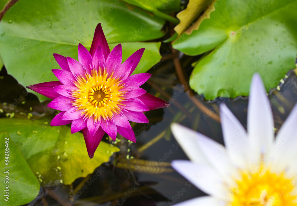 Many small lotus flowers are purple with white. Many small lotus flowers are purple with white.