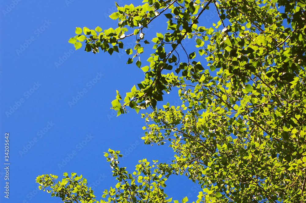 Fototapeta premium green foliage on the sky background
