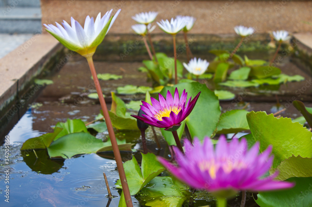 Many small lotus flowers are purple with white.
